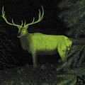 Elk 2
